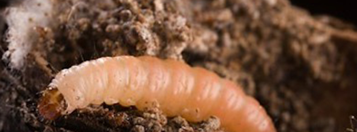 Orangeworm Hacker Group Targets Healthcare with Kwampirs Trojan